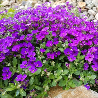 Tařička zahradní fialová - Aubrieta hybrida - osivo tařičky - 200 ks