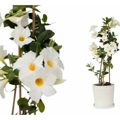 Mandevila Rio White, kvetináč 10,5 cm