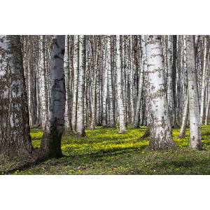 DIMEX ART Флизелинов фототапет брезова горичка v. 375 x 250 см