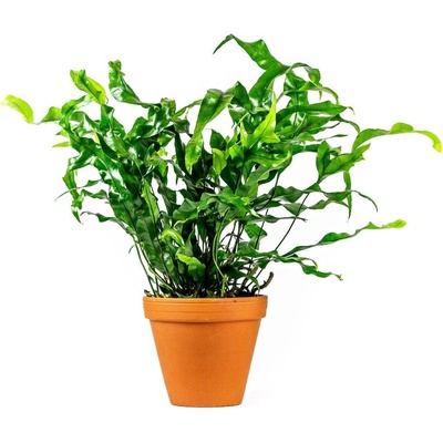 Gardners Microsorum diversifolium, průměr 12 cm Hnědovka