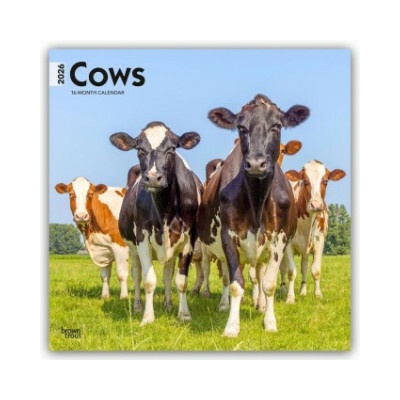 Cows Kühe 16-Monats 2026