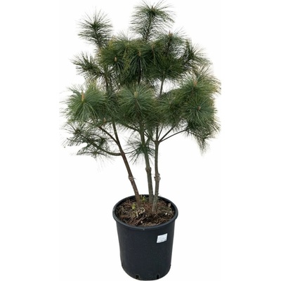 Borovica hladká Radiata, multikmeň, výška 100-120 cm, kvetináč 25 l
