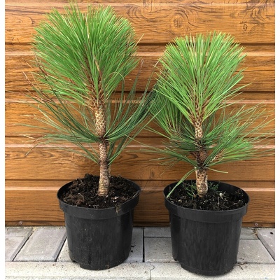 Borovica Jeffreyova (Pinus jeffreyi ´Joppii´) veľkosť 20-30cm