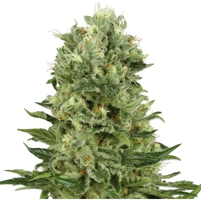 White Label Skunk #1 Automatic semienka neobsahujú THC 10 ks