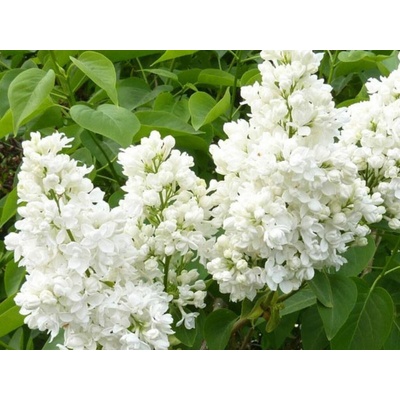 Orgován obyčajný Monique Lemoine 40-70 cm, kont. 4 l