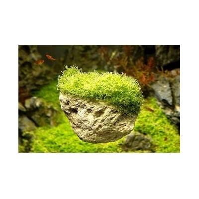 Macenauer Avatar Rock L 25-30 cm