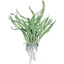 Microsorum pteropus Narrow