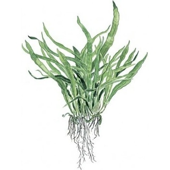 Microsorum pteropus Narrow
