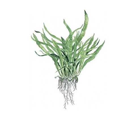 Microsorum pteropus Narrow