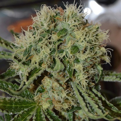 Cream Of The Crop Custard Cream semena neobsahují THC 5 ks