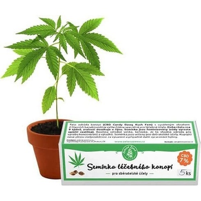 Zelená Země Semínka léčebného konopí 5ks