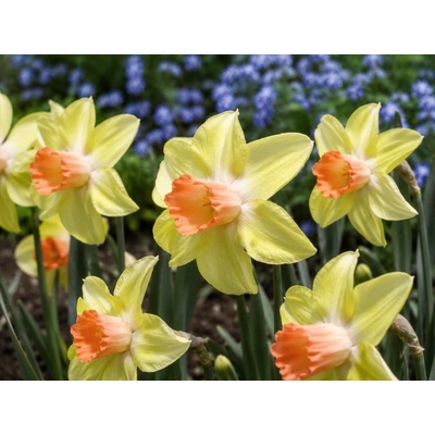 Narcis 'Prototype' 5 ks