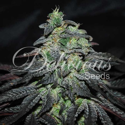 Delicious Seeds Golosa semena neobsahují THC 5 ks