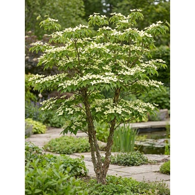 Dřín japonský COKOCH-2 30-60 cm, H9