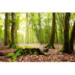 DIMEX ART Флизелинов фототапет лъчи в гората 375 x 250 см