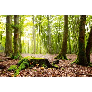 DIMEX ART Флизелинов фототапет лъчи в гората 375 x 250 см