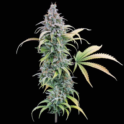 Brothers Grimm Seeds Thai Herer 99 semienka neobsahujú THC 3 ks