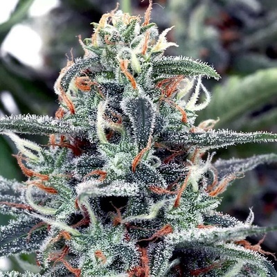 Ministry of Cannabis White Widow semena neobsahují THC 5 ks