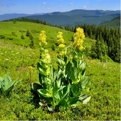 Horec žltý - Gentiana lutea - semená - 8 ks