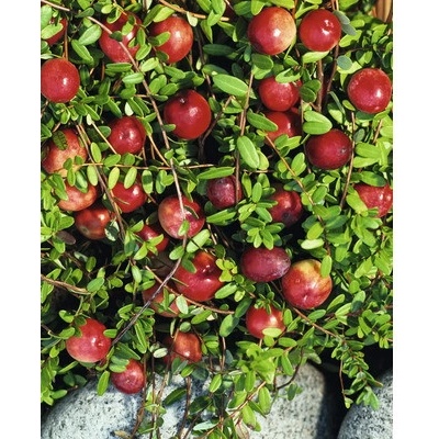 Kľukva brusnica BIO Floraself Bio Vaccinium oxycoccos 'Stevens' kvetináč 2 l