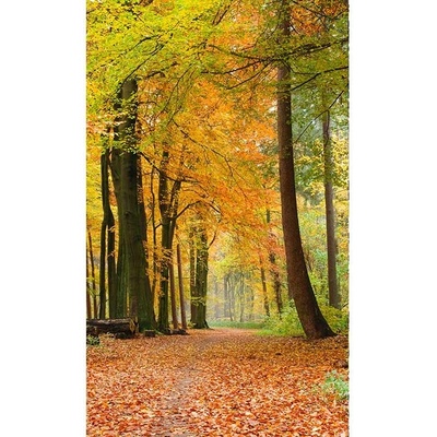 Dimex MS-2-0099 vliesová fototapeta rozměry 150 x 250 cm