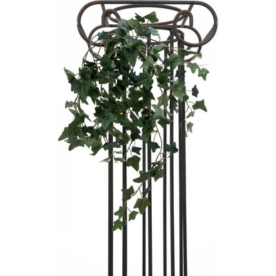 Divoký břečťan trs malý, 60 cm