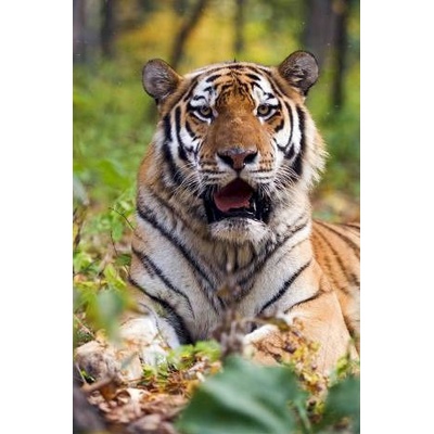(B) 3D pohľadnica Tiger