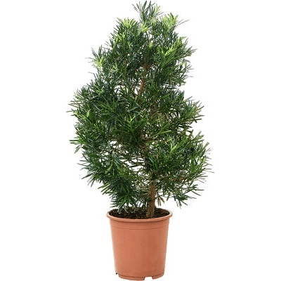 Podocarpus macrophyllus pyramid 27x115 cm