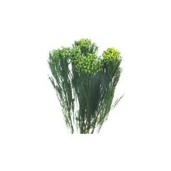 Lanuginosa