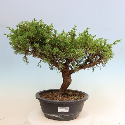 e-bonsai Venkovní bonsai - Juniperus chinensis Itoigawa-Jalovec čínský