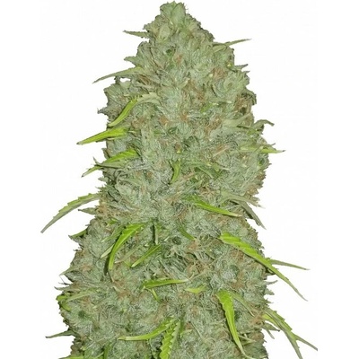 Fastbuds Original Auto Jack Herer semienka neobsahujú THC 100 ks