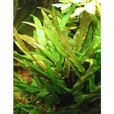 Cryptocoryne lutea - Kryptokoryna Walkerova