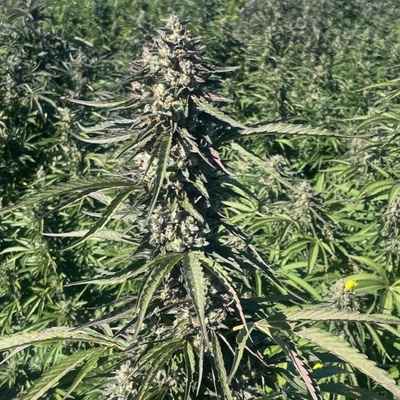 Trilogene Seeds Pillsbury Droboy semienka neobsahujú THC 5 ks