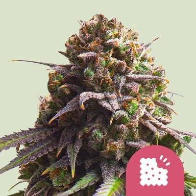 Royal Queen Seeds Biscotti semena neobsahují THC 3 ks