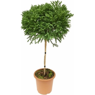Kryptoméria japonská Globosa Nana na 90-100 cm kmienku, výška 120-130 cm, kvetináč 12 l