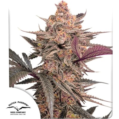Dutch Passion Blue Applez semienka neobsahujú THC 3 ks