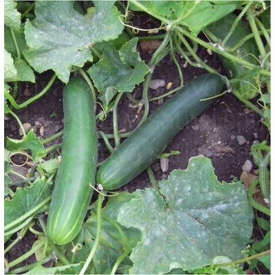 BIO uhorka šalátová Tanja - Cucumis sativus - bio semená uhorky - 10 ks
