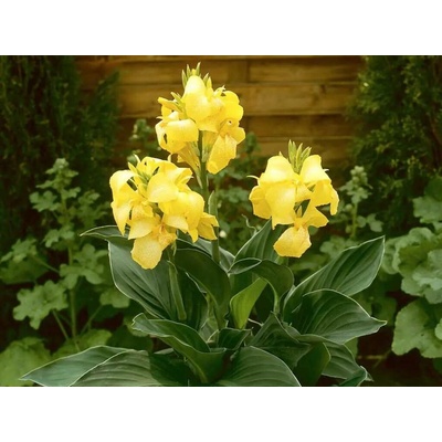 Kana indická Cannova Yellow