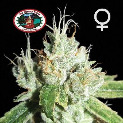 Big Buddha Seeds BLACK CHEESE semena neobsahují THC 5 ks
