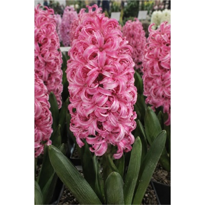 Lukon Glads Hyacint PINK PEARL - hyacinthus
