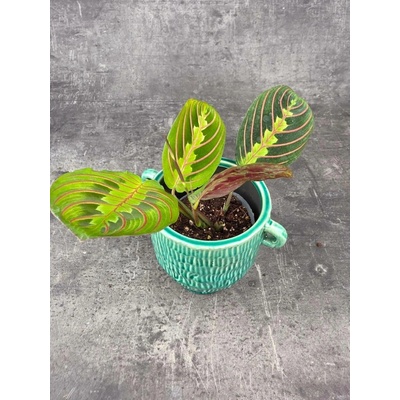 Marantha Leuconeura Fascinator mini (Vhodná do polostínu)