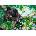 Castorland - Puzzle Wish I Could Fly 500 - 500 piese
