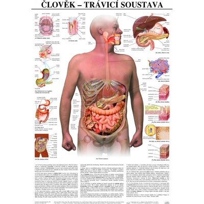 SCIENTIA Trávicí soustava člověka - anatomický plakát