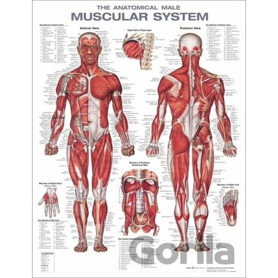 The Anatomical Male Muscular System Anatomical Chart - Wolters Kluwer Health