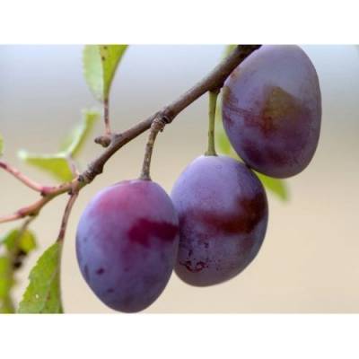 Slivka domáca (Prunus domestica) ´JOJO´ - neskorá, výška 150-180 cm, voľnokorenná