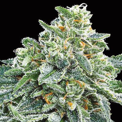 Anesia Seeds Strawberry Tree semienka neobsahujú THC 10 ks