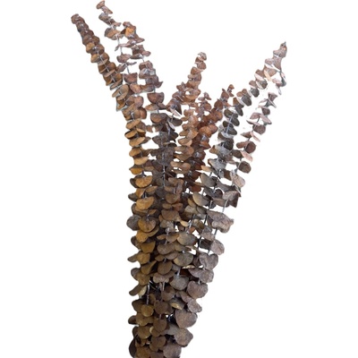 Eucalyptus baby stabilizovaný tmavě žlutý 10 ks