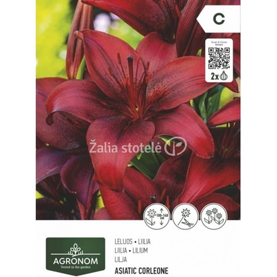 Seklos Лилиум Азиатски Корлеоне - 2 бр луковица