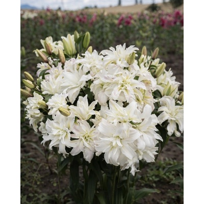Lilie 'Roselily Petronella ®' 1 ks – Zboží Dáma