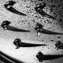 Image 1 of Staub 12612485